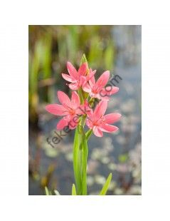 Schizostylis coccinea "Mrs Hegarty"