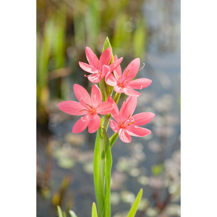 Schizostylis coccinea "Mrs Hegarty"