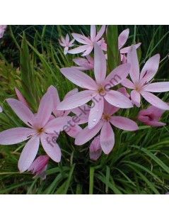 Schizostylis coccinea "Mrs Hegarty"