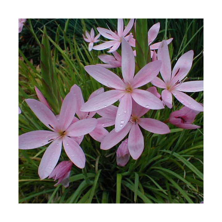 Schizostylis coccinea "Mrs Hegarty"