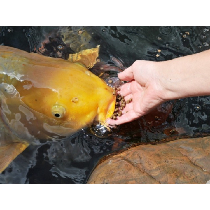 Koi Gulden 1000 g ( hrănire din mână )