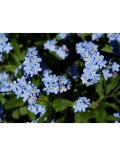 Myosotis palustris