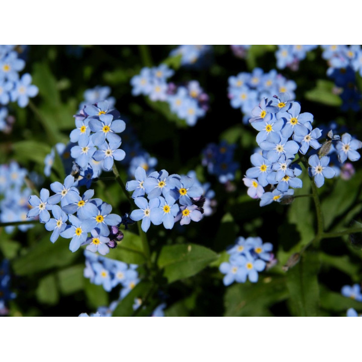 Myosotis palustris