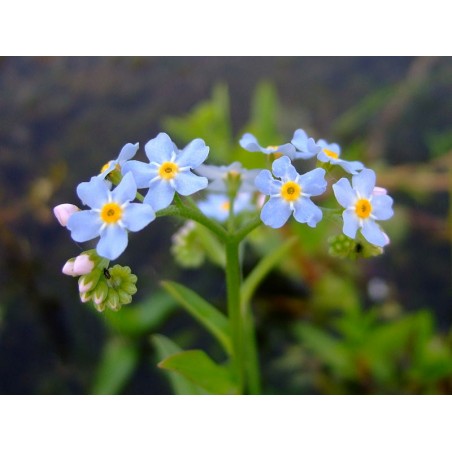 Myosotis palustris