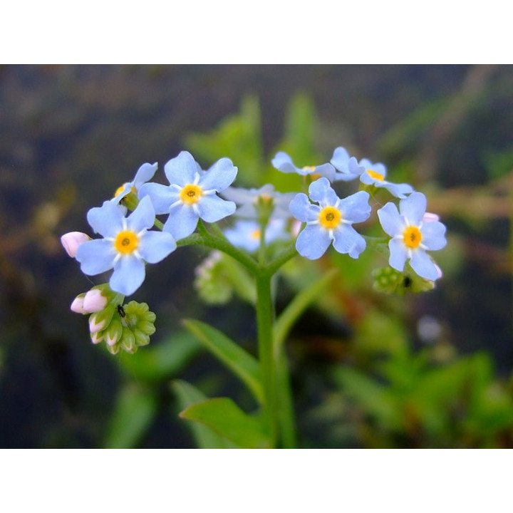 Myosotis palustris