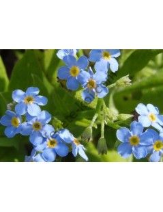 Myosotis palustris