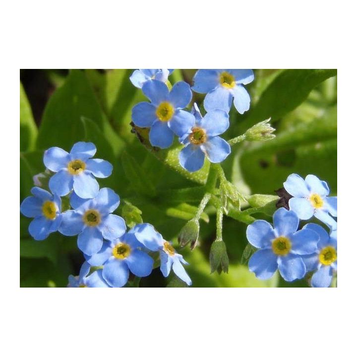 Myosotis palustris