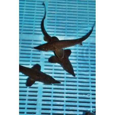 Cega (Acipenser Baeri) 50-60 cm | Sturion, cega acipenser baeri de iaz