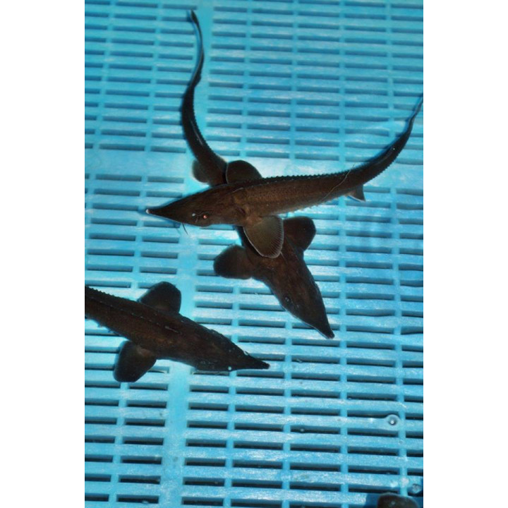 Cega (Acipenser Baeri) 50-60 cm | Sturion, cega acipenser baeri de iaz