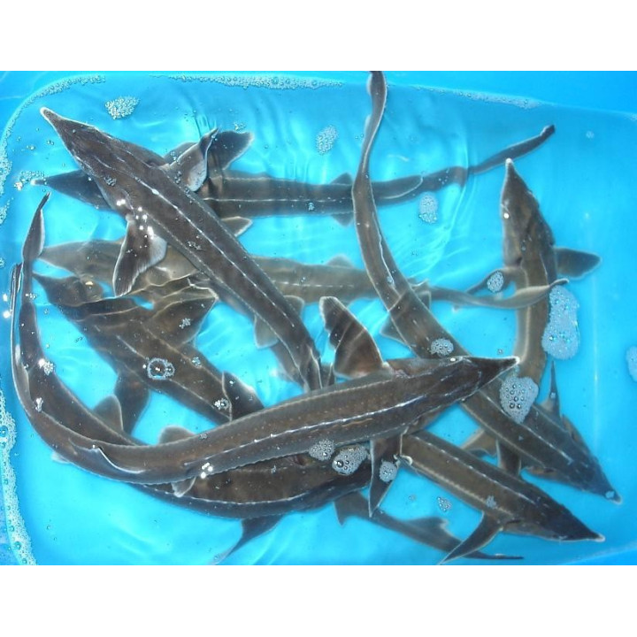 Cega (Acipenser Baeri) 50-60 cm | Sturion, cega acipenser baeri de iaz