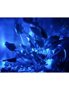 Carbune active(1L)/5m3