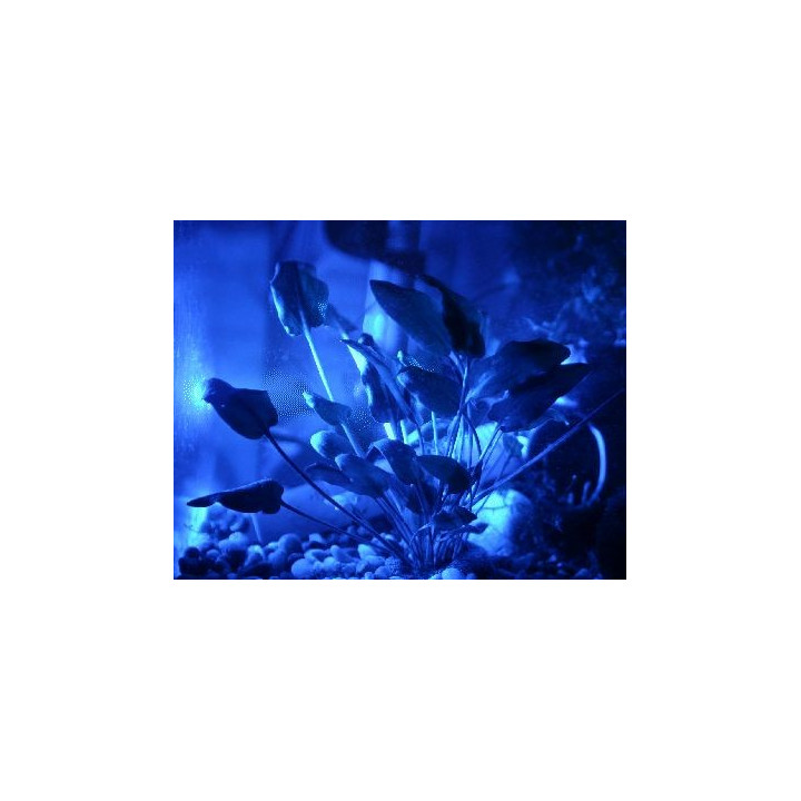 Carbune active(1L)/5m3