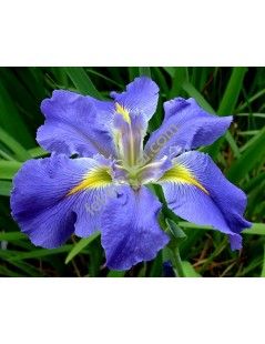 Iris luisiana ( Albastru )