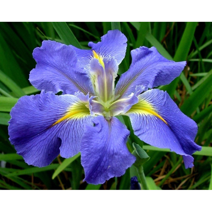 Iris luisiana ( Albastru )