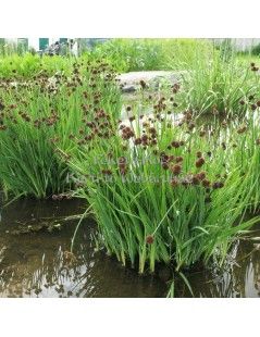 JUNCUS ensifolius (48)