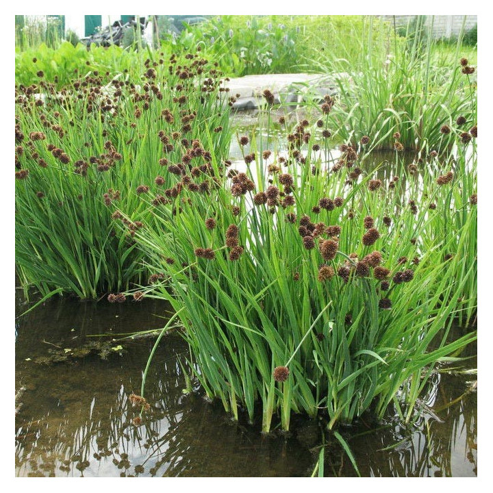 JUNCUS ensifolius (48)