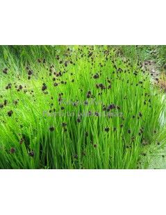 JUNCUS ensifolius (48)