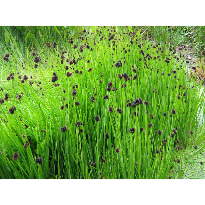 JUNCUS ensifolius (48)