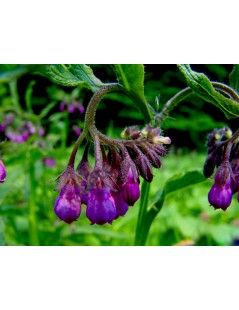 Symphytum Nigra