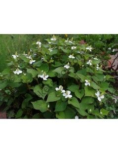 Houttuynia cordata
