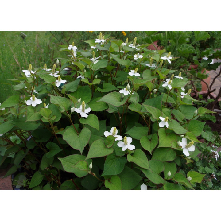 Houttuynia cordata