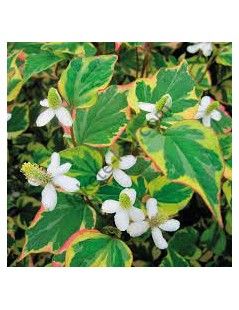Houttuynia cordata