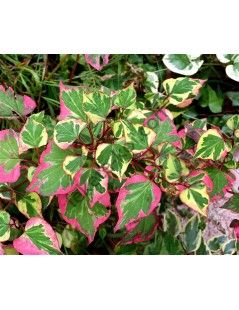 Houttuynia cordata Chameleon