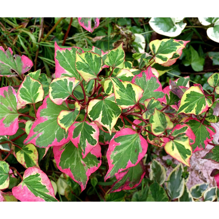 Houttuynia cordata Chameleon