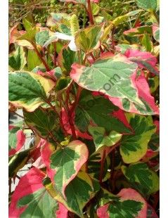 Houttuynia cordata Chameleon