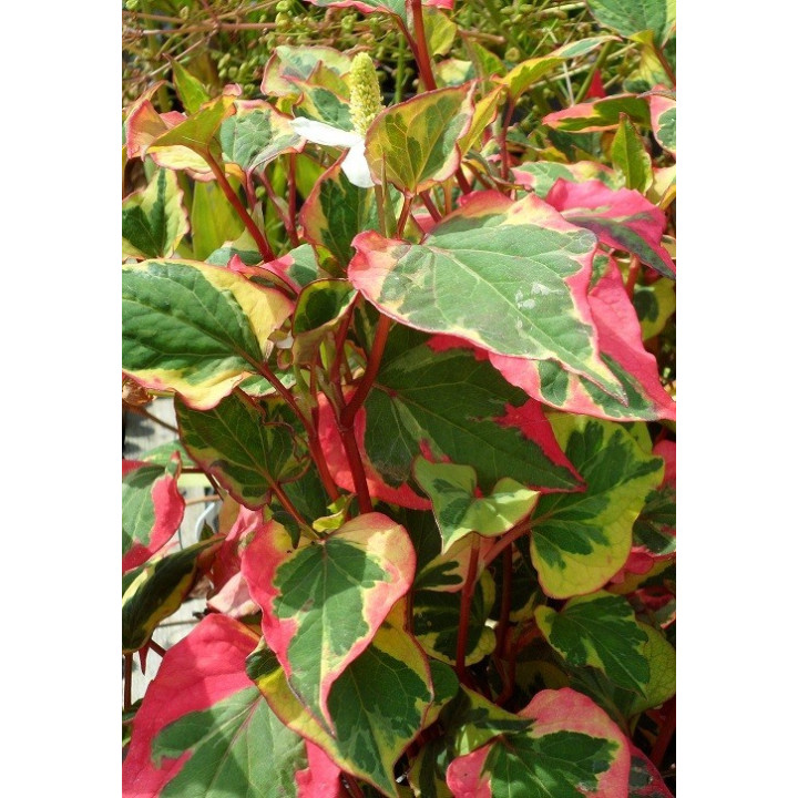 Houttuynia cordata Chameleon