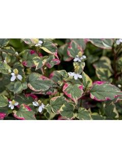 Houttuynia cordata Chameleon