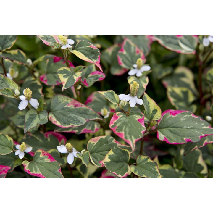 Houttuynia cordata Chameleon