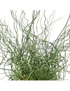 Juncus effusus 'Spiralis'