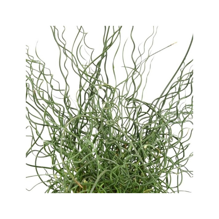 Juncus effusus 'Spiralis'