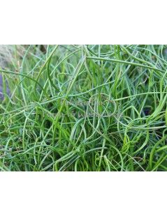 Juncus effusus 'Spiralis'