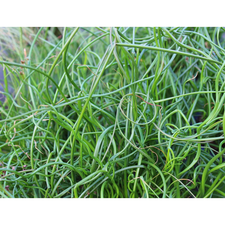 Juncus effusus 'Spiralis'