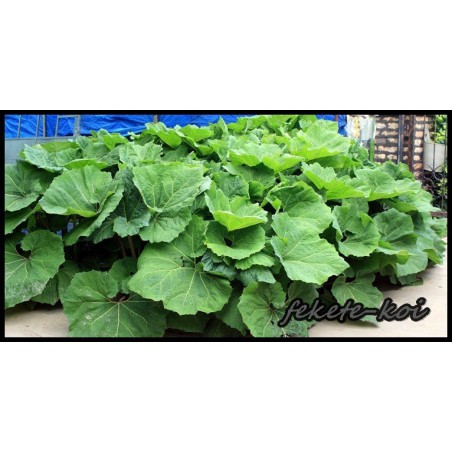 Petasytes hybridus - Óriás lapu (059)