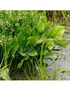 Alisma plantago-aquatica - Vízi hídőr