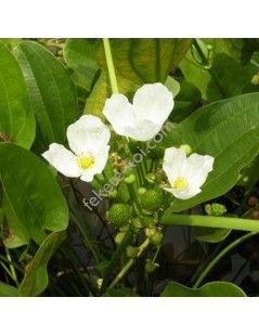 Alisma plantago-aquatica - Vízi hídőr