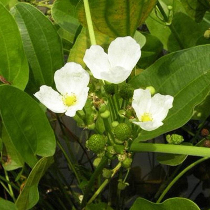 Alisma plantago-aquatica - Vízi hídőr