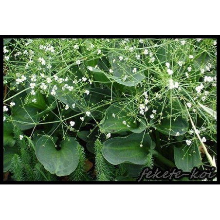 Alisma parviflora