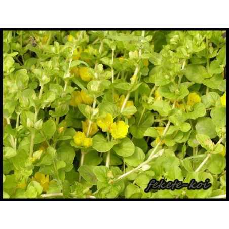 Lysimachia nummularia aurea