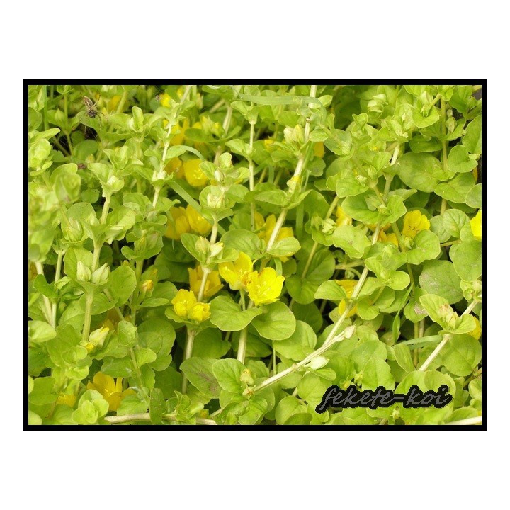 Lysimachia nummularia aurea