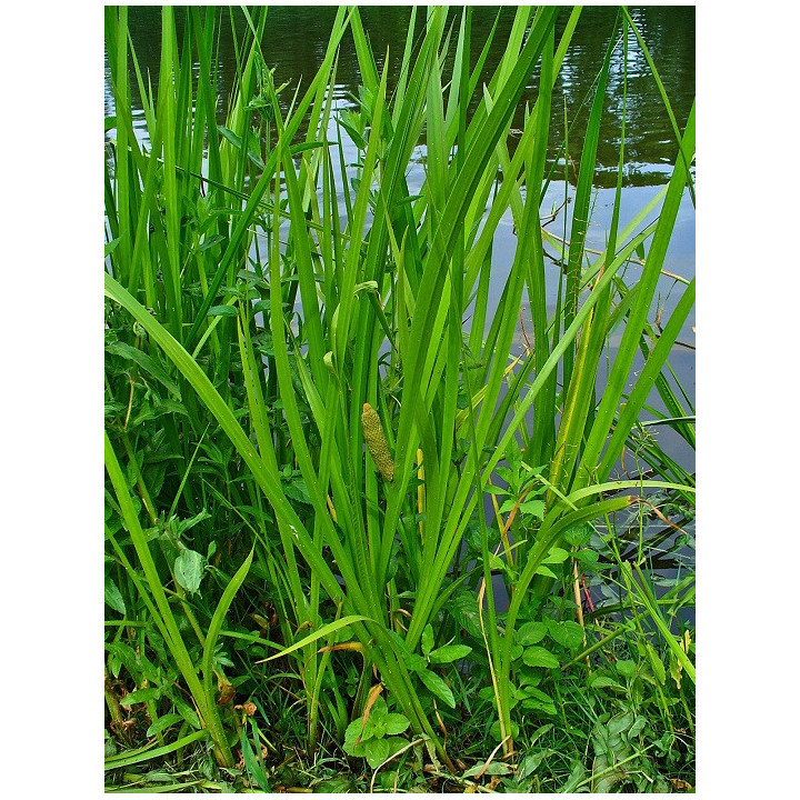 Acorus Calamus