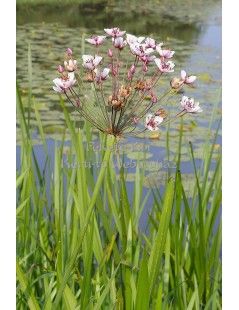Butomus umbellatus  (25)