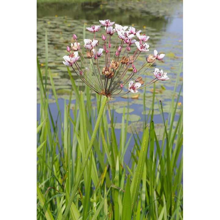 Butomus umbellatus  (25)