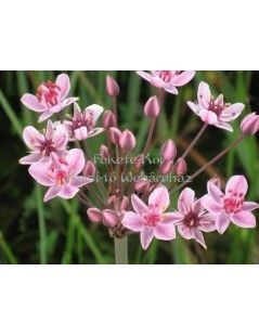 Butomus umbellatus  (25)