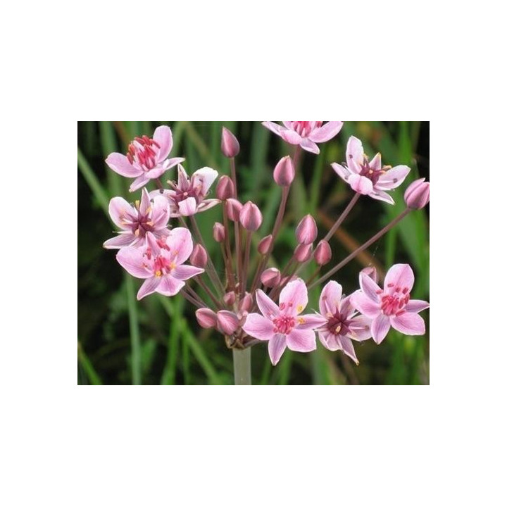 Butomus umbellatus  (25)