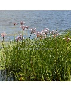 Butomus umbellatus  (25)