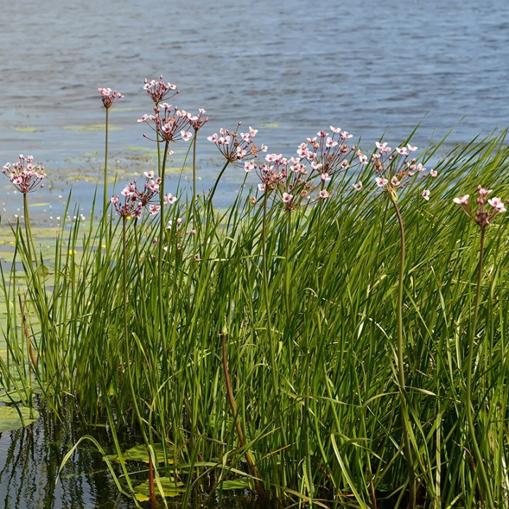 Butomus umbellatus  (25)